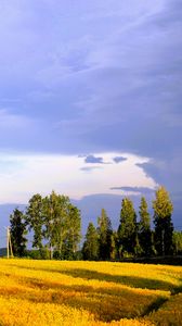 Preview wallpaper landscape, field, summer, trees, sky, clouds