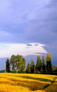 Preview wallpaper landscape, field, summer, trees, sky, clouds