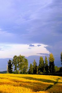 Preview wallpaper landscape, field, summer, trees, sky, clouds
