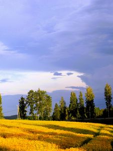 Preview wallpaper landscape, field, summer, trees, sky, clouds