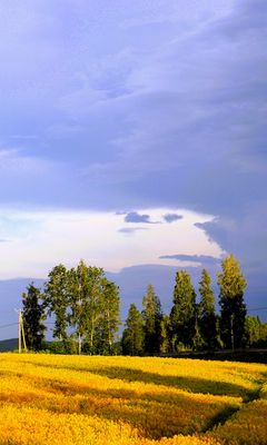 240x400 Wallpaper landscape, field, summer, trees, sky, clouds