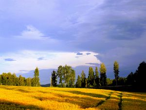 Preview wallpaper landscape, field, summer, trees, sky, clouds