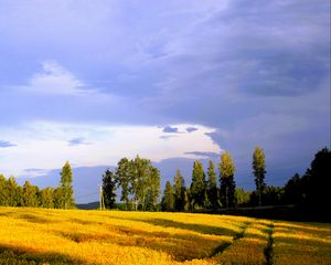 Preview wallpaper landscape, field, summer, trees, sky, clouds