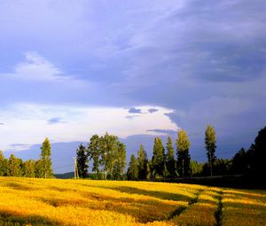 Preview wallpaper landscape, field, summer, trees, sky, clouds