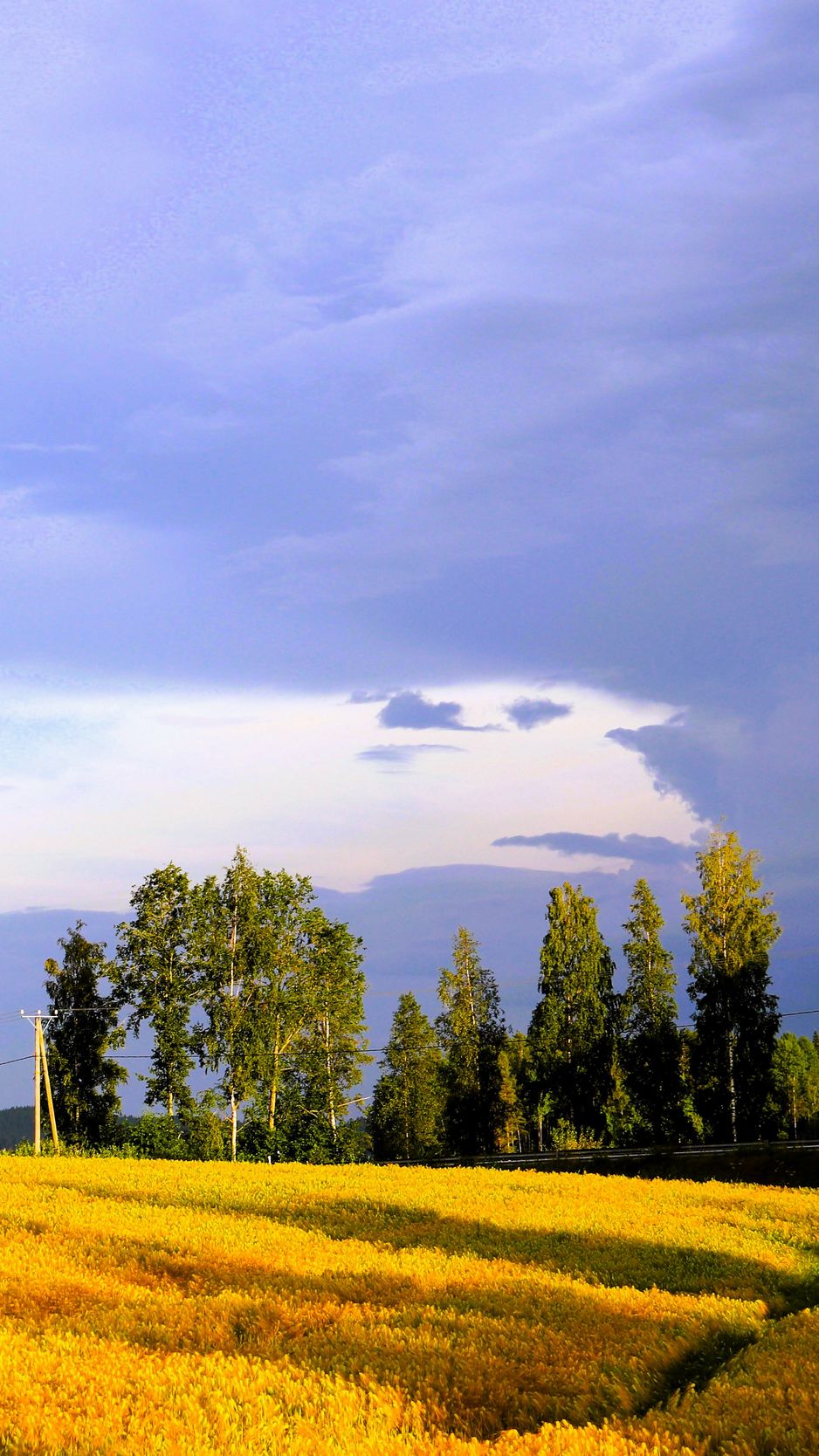 938x1668 Wallpaper landscape, field, summer, trees, sky, clouds