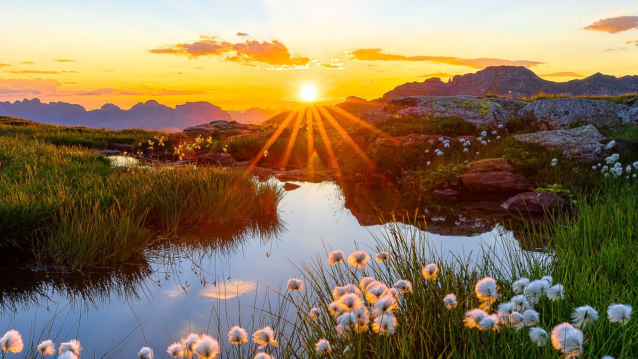 Wallpaper landscape, flowers, pond, sunrise, grass