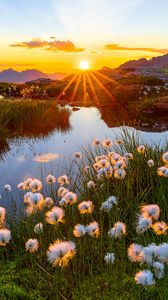 Preview wallpaper landscape, flowers, pond, sunrise, grass