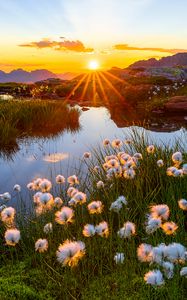 Preview wallpaper landscape, flowers, pond, sunrise, grass