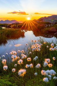 Preview wallpaper landscape, flowers, pond, sunrise, grass