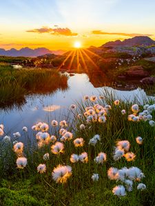 Preview wallpaper landscape, flowers, pond, sunrise, grass