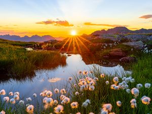 Preview wallpaper landscape, flowers, pond, sunrise, grass