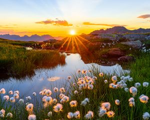 Preview wallpaper landscape, flowers, pond, sunrise, grass