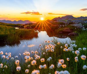 Preview wallpaper landscape, flowers, pond, sunrise, grass