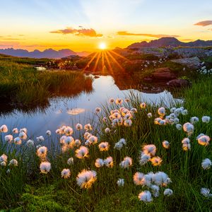 Preview wallpaper landscape, flowers, pond, sunrise, grass