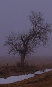 Preview wallpaper landscape, fog, tree, road, winter, snow, nature