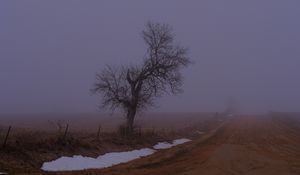 Preview wallpaper landscape, fog, tree, road, winter, snow, nature