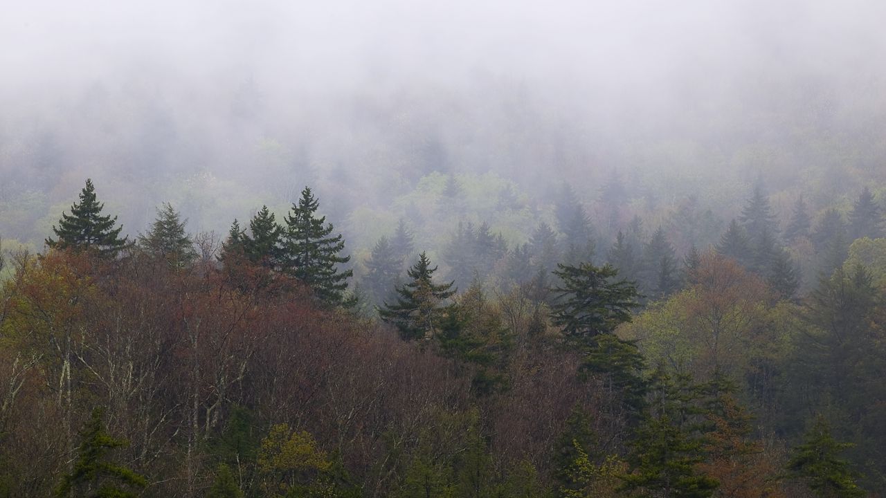 Wallpaper landscape, forest, fog, trees, nature