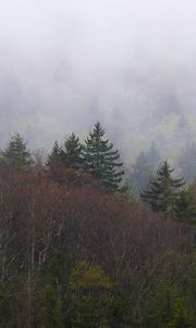 Preview wallpaper landscape, forest, fog, trees, nature