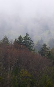 Preview wallpaper landscape, forest, fog, trees, nature