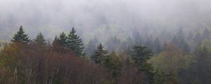 Preview wallpaper landscape, forest, fog, trees, nature