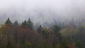 Preview wallpaper landscape, forest, fog, trees, nature