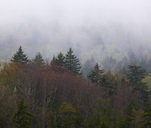 Preview wallpaper landscape, forest, fog, trees, nature