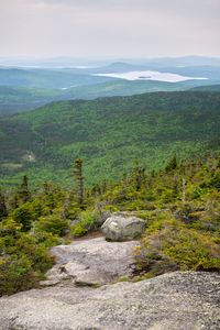 Preview wallpaper landscape, forest, trees, lake, stone, nature