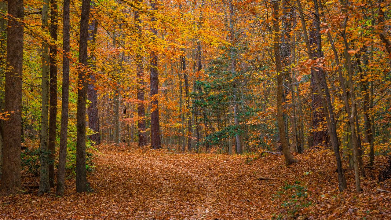 Wallpaper landscape, forest, trees, fallen leaves, autumn, nature