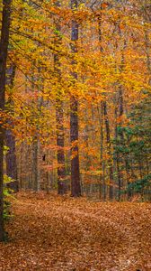 Preview wallpaper landscape, forest, trees, fallen leaves, autumn, nature