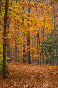 Preview wallpaper landscape, forest, trees, fallen leaves, autumn, nature