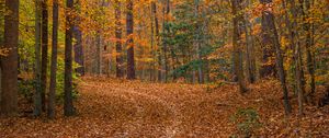 Preview wallpaper landscape, forest, trees, fallen leaves, autumn, nature