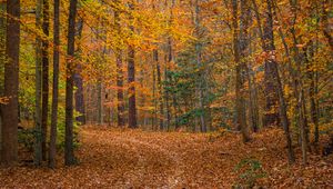 Preview wallpaper landscape, forest, trees, fallen leaves, autumn, nature