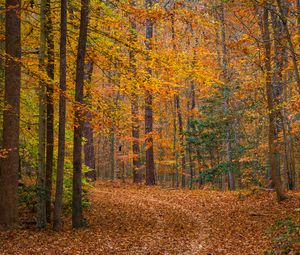 Preview wallpaper landscape, forest, trees, fallen leaves, autumn, nature