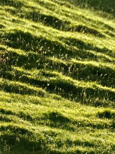 Preview wallpaper landscape, grass, slope, nature