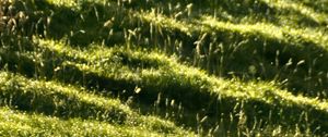 Preview wallpaper landscape, grass, slope, nature