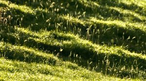 Preview wallpaper landscape, grass, slope, nature