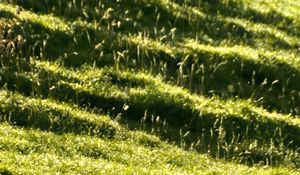 Preview wallpaper landscape, grass, slope, nature