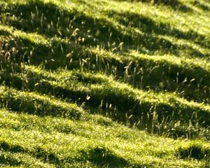 Preview wallpaper landscape, grass, slope, nature