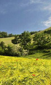 Preview wallpaper landscape, hills, trees, field, ears of corn, nature