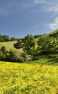 Preview wallpaper landscape, hills, trees, field, ears of corn, nature