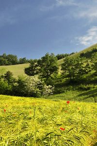 Preview wallpaper landscape, hills, trees, field, ears of corn, nature