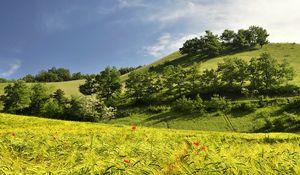 Preview wallpaper landscape, hills, trees, field, ears of corn, nature