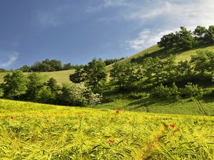 Preview wallpaper landscape, hills, trees, field, ears of corn, nature