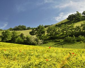 Preview wallpaper landscape, hills, trees, field, ears of corn, nature