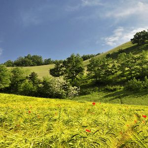 Preview wallpaper landscape, hills, trees, field, ears of corn, nature