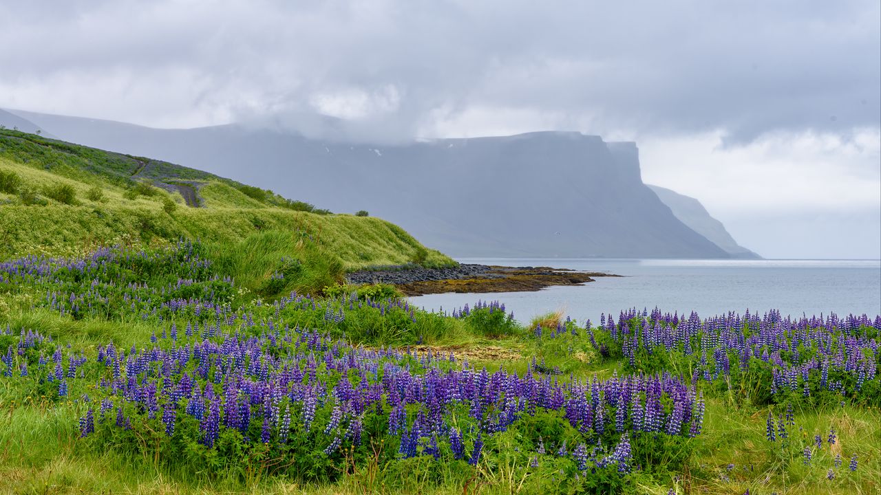 Wallpaper landscape, lake, flowers, meadow, grass, mountains