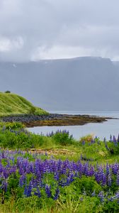 Preview wallpaper landscape, lake, flowers, meadow, grass, mountains