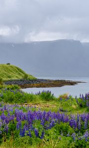 Preview wallpaper landscape, lake, flowers, meadow, grass, mountains