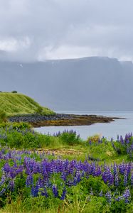 Preview wallpaper landscape, lake, flowers, meadow, grass, mountains