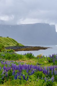 Preview wallpaper landscape, lake, flowers, meadow, grass, mountains